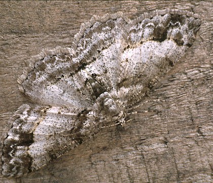 Adult &bull; Howe Ridding Wood, Cumbria &bull; &copy; Rob Petley-Jones