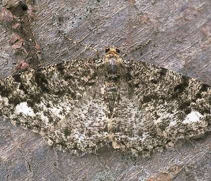 Adult &bull; Dorset &bull; &copy; Paul Harris