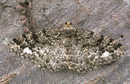 Brindled White-spot Parectropis similaria