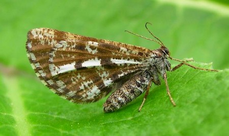 Bordered White Bupalus piniaria