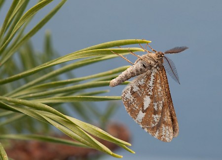 Bordered White Bupalus piniaria