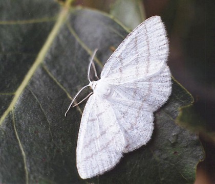 Adult &bull; Littleborough, Lancashire &bull; &copy; Ian Kimber