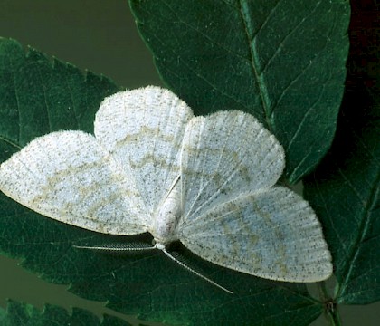 Adult &bull; Littleborough, Lancashire &bull; &copy; Ian Kimber
