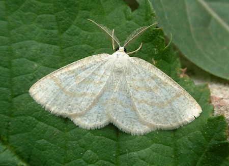 Common Wave Cabera exanthemata