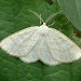 Adult • Monk's Wood NNR, Cambs. • © Nick Greatorex-Davies