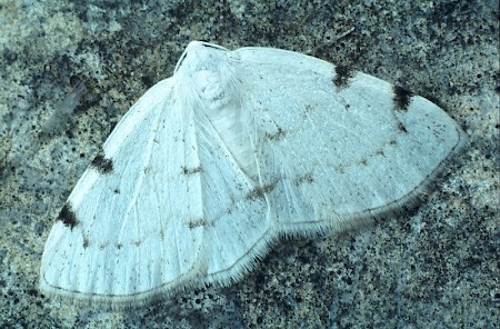 White-pinion Spotted Lomographa bimaculata