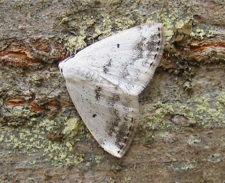 Clouded Silver Lomographa temerata