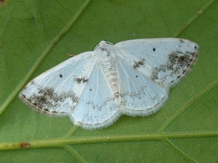 Clouded Silver Lomographa temerata