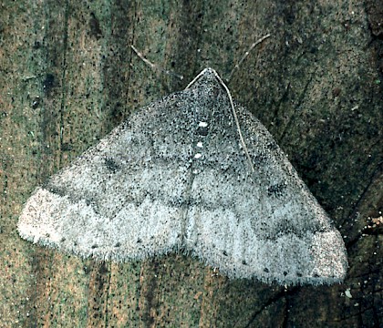 Adult &bull; Old Hall Marshes, Essex &bull; &copy; Rob Petley-Jones