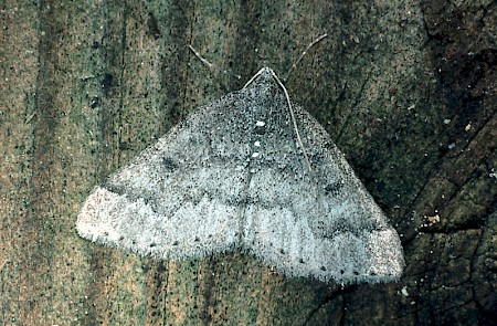 Sloe Carpet Aleucis distinctata