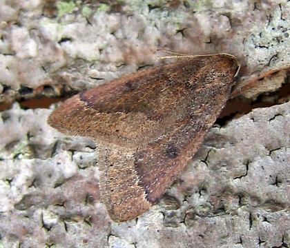 Male &bull; East Ross, Scotland &bull; &copy; Nigel Richards