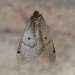 Male (underside) • East Ross, Scotland • © Nigel Richards