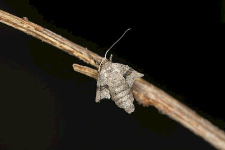 Early Moth Theria primaria