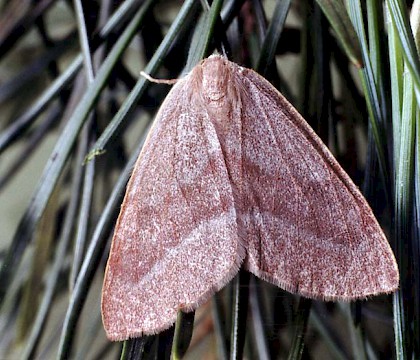 Adult &bull; Littleborough, Lancashire &bull; &copy; Ian Kimber