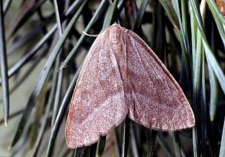 Barred Red Hylaea fasciaria