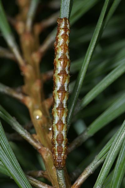 Barred Red Hylaea fasciaria