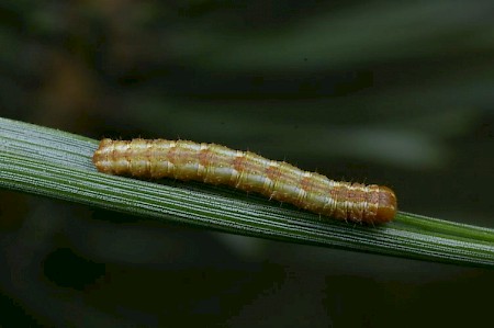 Barred Red Hylaea fasciaria