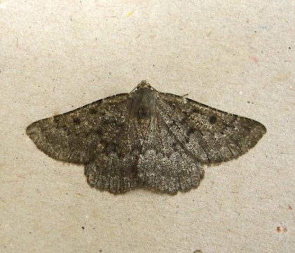 Adult &bull; South Uist, Outer Hebrides &bull; &copy; John Kemp