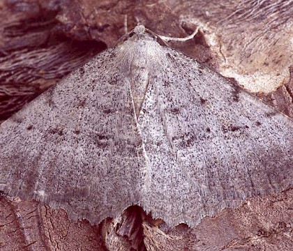 Adult &bull; Co. Clare, Ireland &bull; &copy; Paul Harris