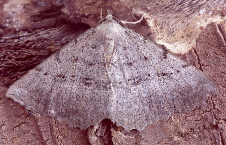 Irish Annulet Gnophos dumetata hibernica