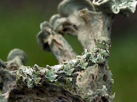 Brussels Lace Cleorodes lichenaria