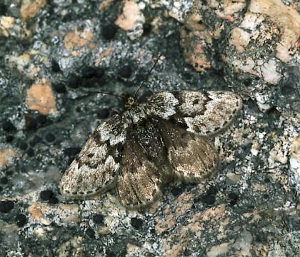 Adult &bull; Banffshire &bull; &copy; Roy Leverton