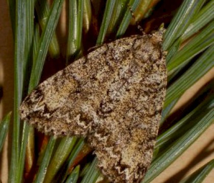Female &bull; Cornwall &bull; &copy; Tony James