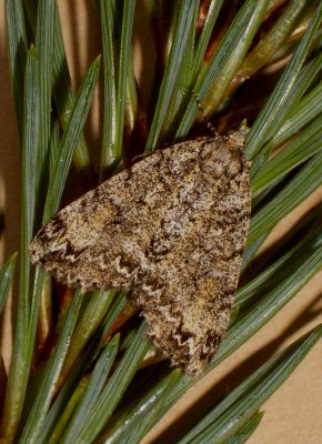 Common Forest Looper Pseudocoremia suavis