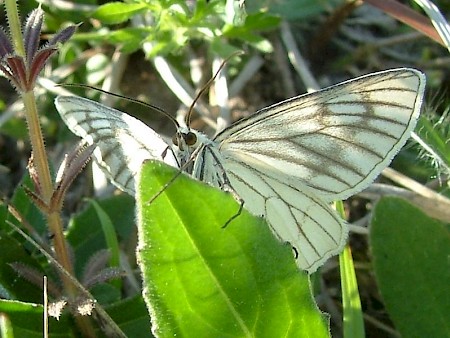 Black-veined Moth Siona lineata