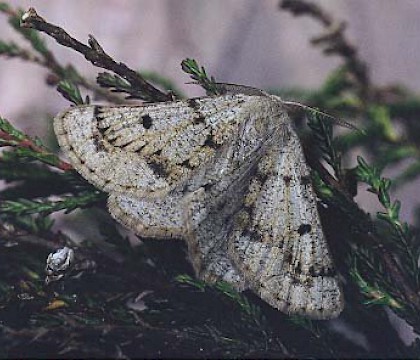 Adult &bull; Littleborough, Lancashire &bull; &copy; Ian Kimber
