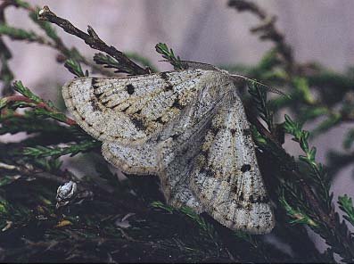 Grey Scalloped Bar Dyscia fagaria