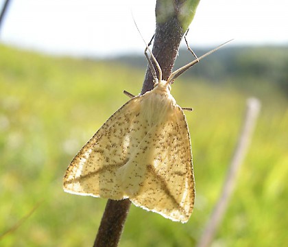Adult &bull; Lydden Down, Dover, Kent &bull; &copy; Jon Stokes
