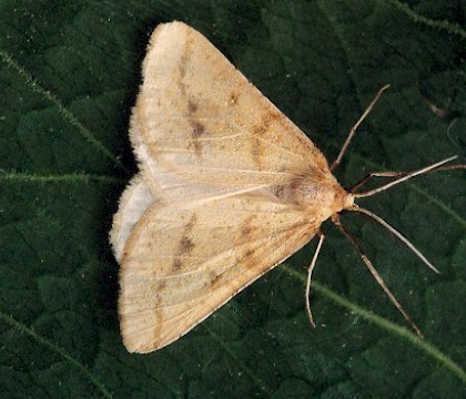 Adult &bull; &copy; David Painter