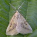 Adult, ab. conjuncta • Dawlish Warren, Devon • © Andy Banthorpe