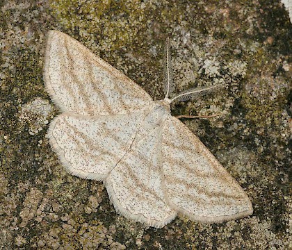 Adult &bull; Gwynedd &bull; &copy; Tristan Bantock