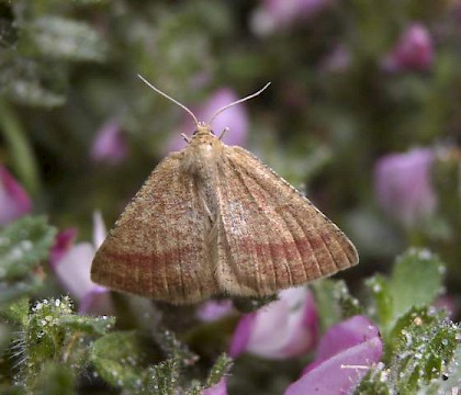 Adult &bull; The Warren, Kent &bull; &copy; Keith Dover