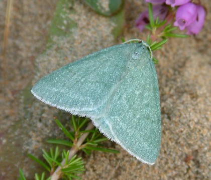 Adult &bull; Murlough NNR, N. Ireland &bull; &copy; Nick Greatorex-Davies