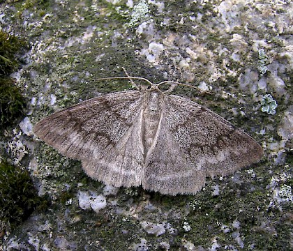 Adult &bull; Brittany, France &bull; &copy; Philip Strickland