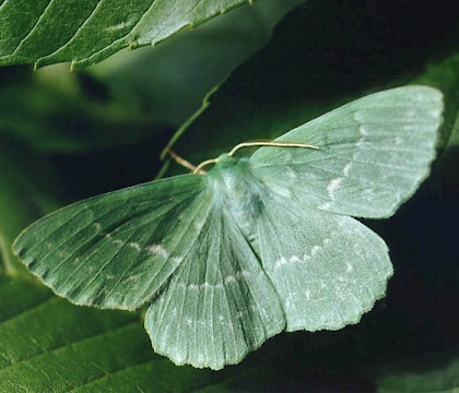Adult &bull; Littleborough, Lancashire &bull; &copy; Ian Kimber