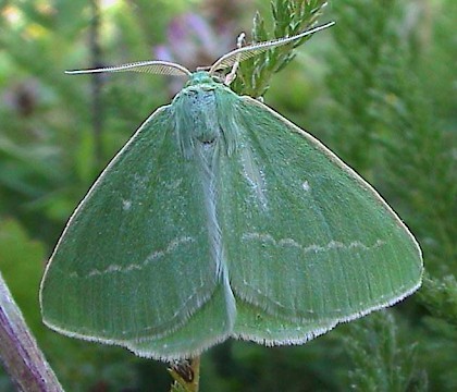 Adult &bull; Ober-Olmer Wald, Germany &bull; &copy; Juergen Rodeland