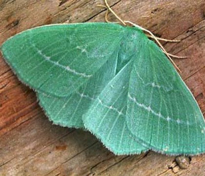 Adult &bull; Gower, Glamorgan &bull; &copy; David Painter