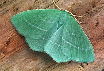 Small Emerald Hemistola chrysoprasaria