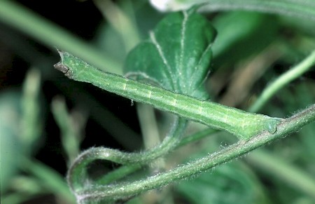 Small Emerald Hemistola chrysoprasaria