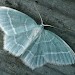 Adult • Gait Barrows NNR, Lancashire • © Rob Petley-Jones