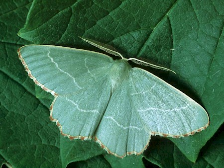 Sussex Emerald Thalera fimbrialis