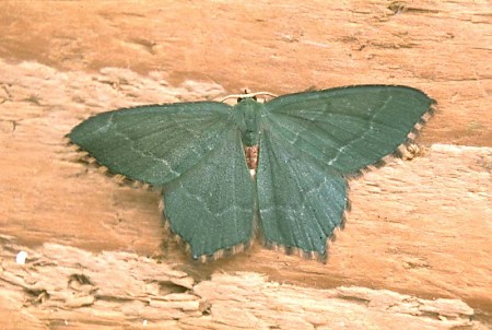 Common Emerald Hemithea aestivaria