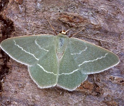 Adult &bull; Dorset &bull; &copy; Paul Harris