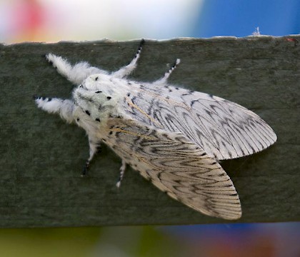 Adult &bull; Chirk, N. Wales &bull; &copy; Meirion Matthias