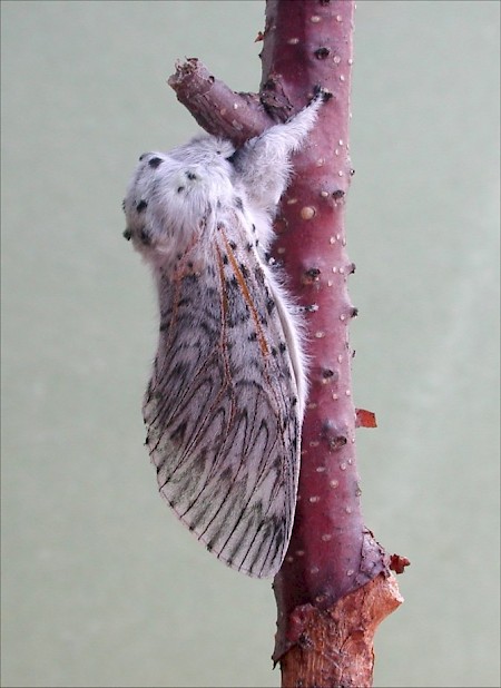 Puss Moth Cerura vinula