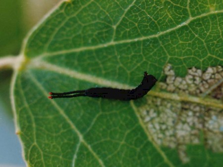 Puss Moth Cerura vinula